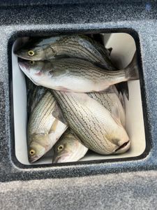 Bass Fishing Haul In Rouge River